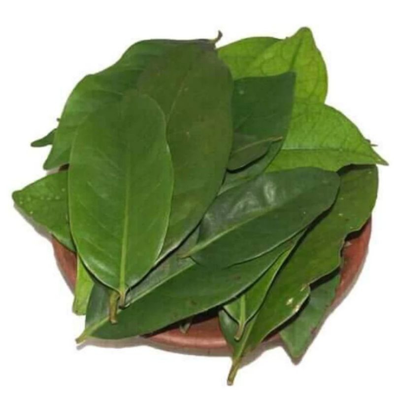 

DAUN SALAM SEGAR ALAMI