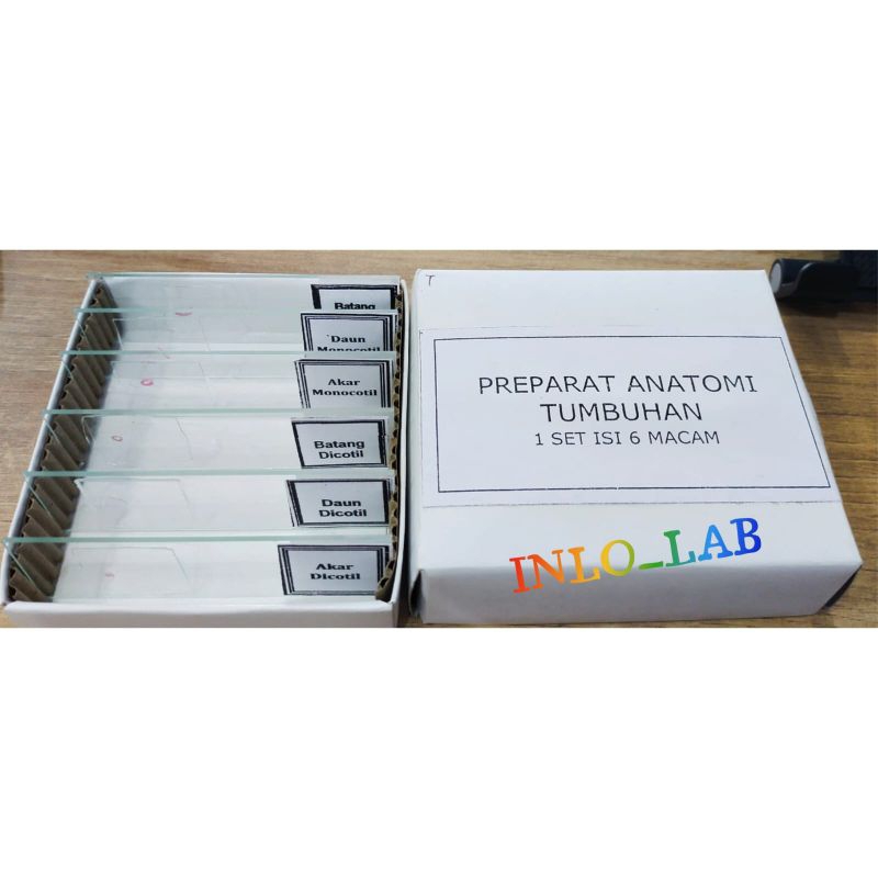 Preparat Anatomi Tumbuhan 1 set 6 macam/Preparat Tumbuhan/Awetan Tumbuhan