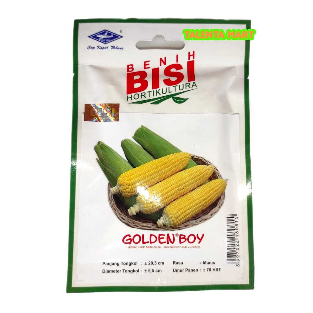 BISI - BENIH JAGUNG  MANIS GOLDEN BOY