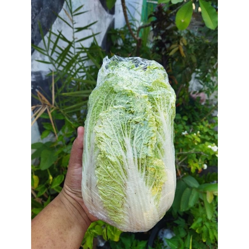 

Sawi putih 500 gram - sayur solo