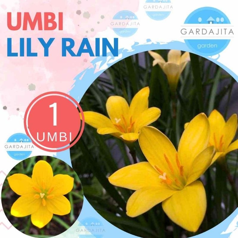 UMBI LILY RAIN KUNING Bibit Bunga