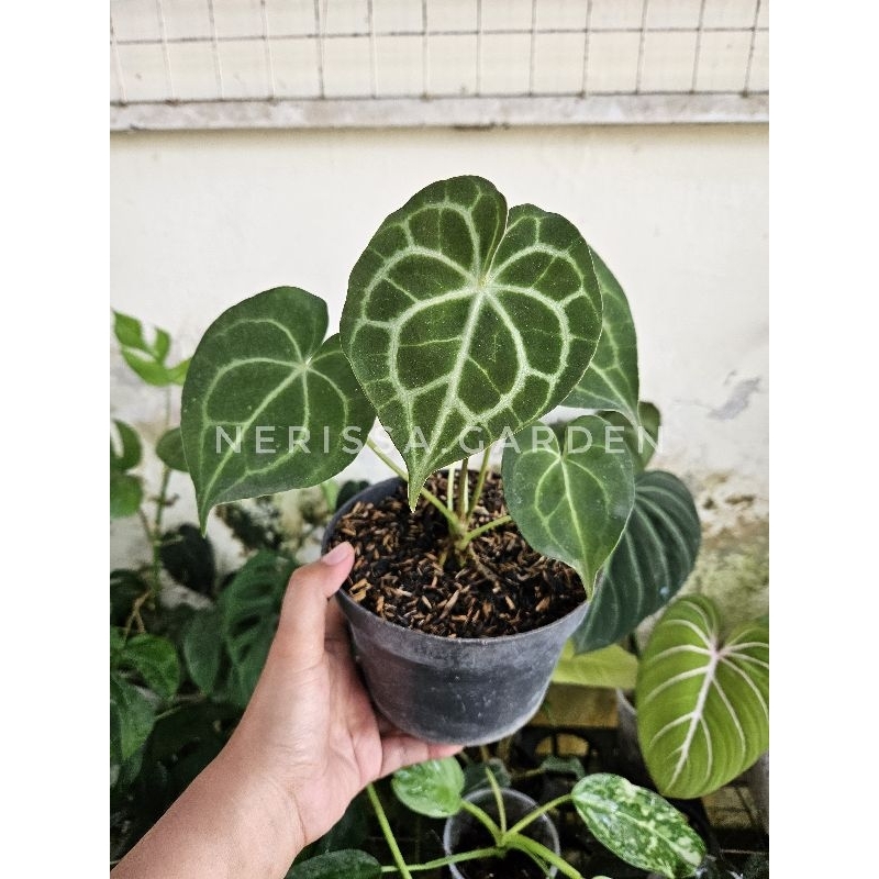 anthurium clarinervium