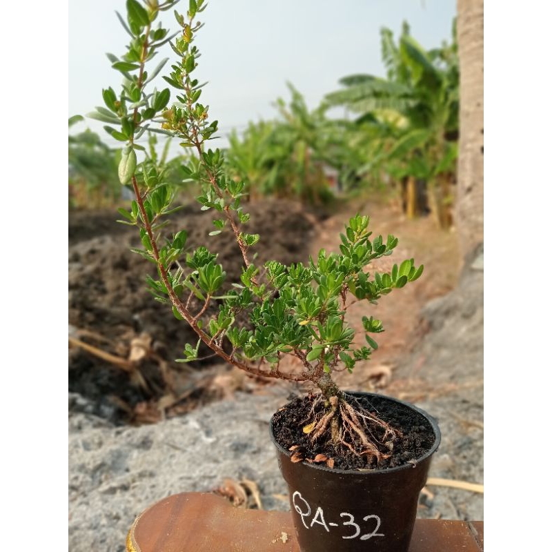 QA-32, BIBIT SANTIGI MAWAR SUPER SEMAI BIJI