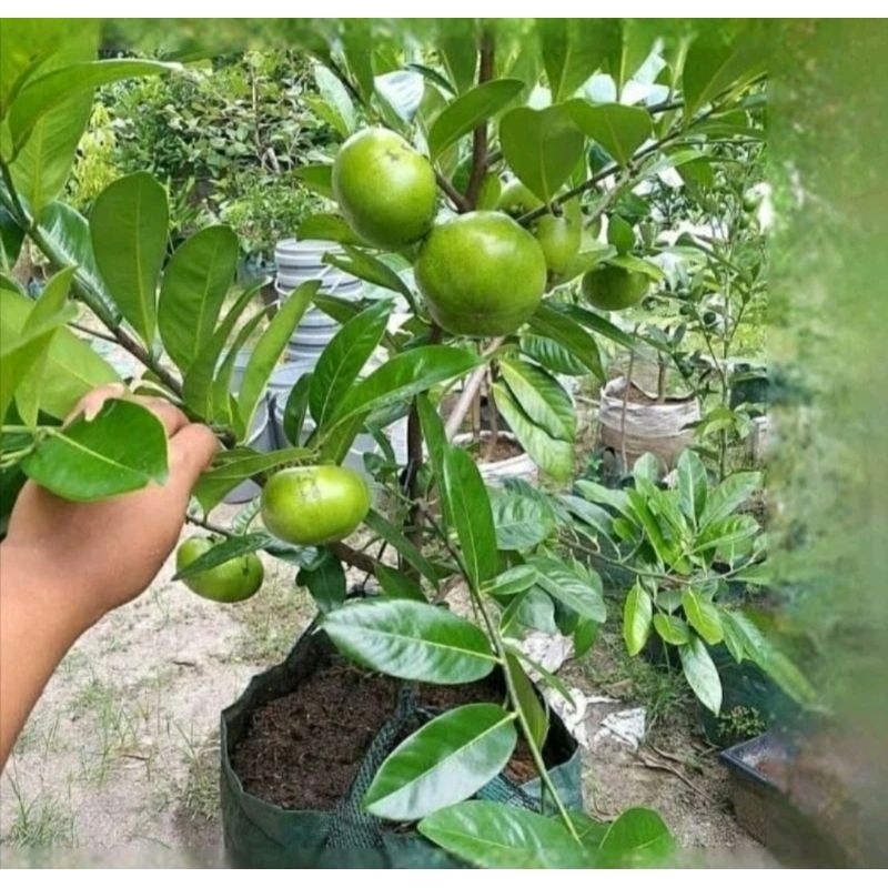 Black sapote giant sapote sudah bunga