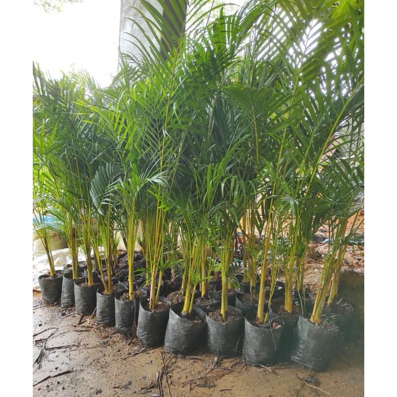 PALEM KUNING BESAR 50-100cm