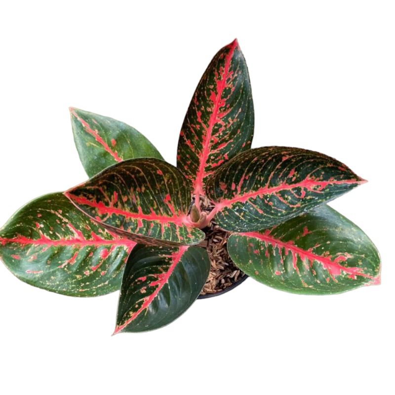 Aglaonema Adelia