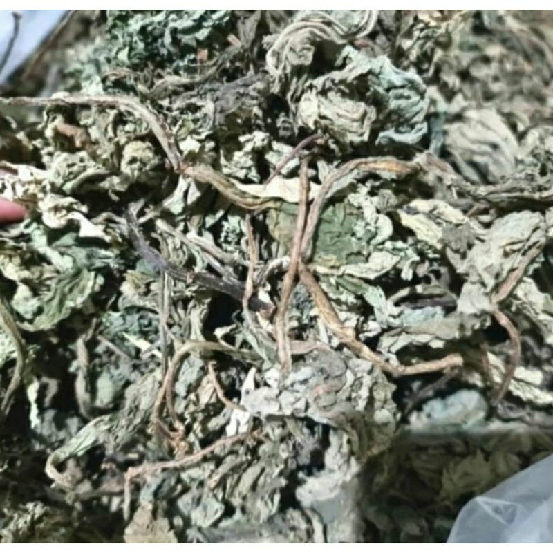 

Daun Insulin Kering 100gr