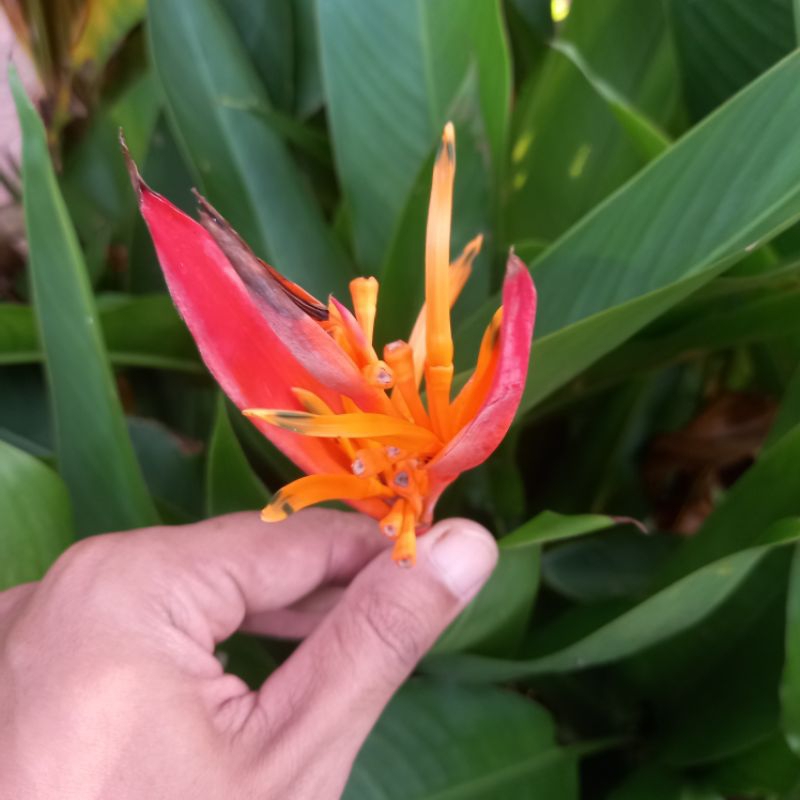 Tanaman Hias Heliconia Psittacorum ( Heliconia Flower)