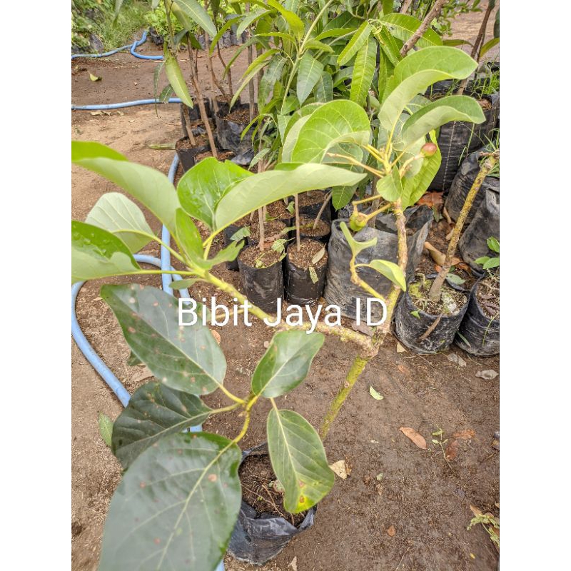 Bibit Alpukat Batang Besar Kondisi Sudah Berbuah