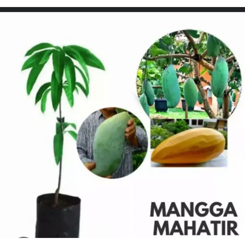 bibit buah mangga mahatir jumbo