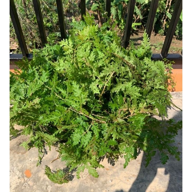 

DAUN CEKER AYAM SEGAR 500 GRAM HERBAL TRADISIONAL.