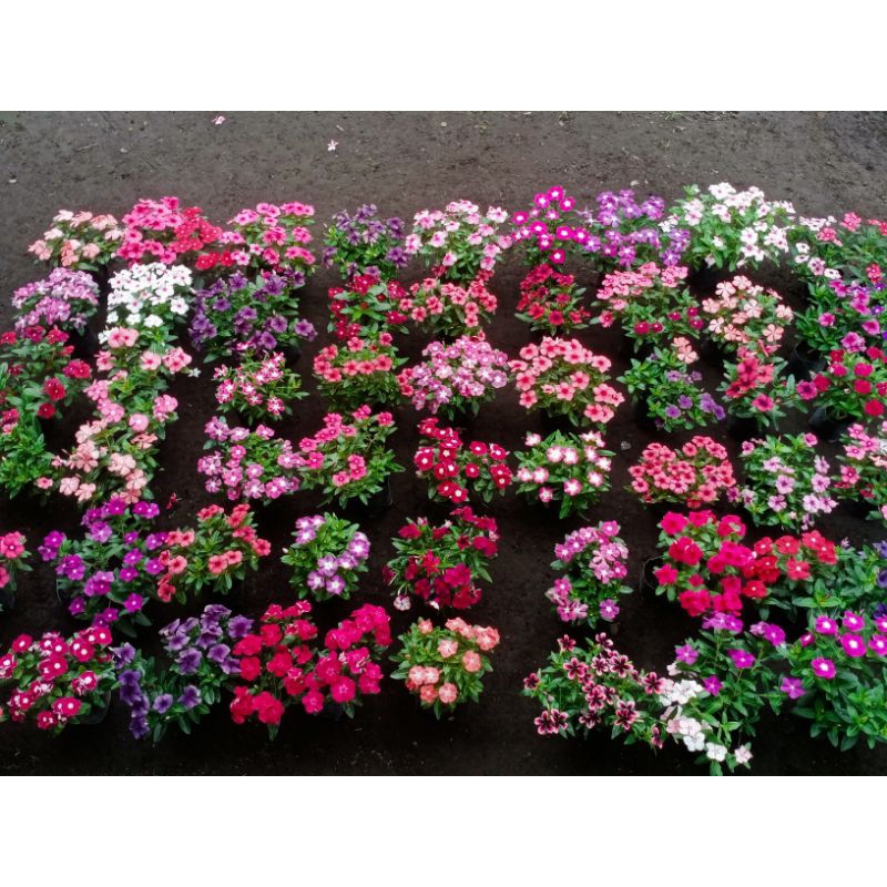 

paket mix biji bunga vinca 20 warna
