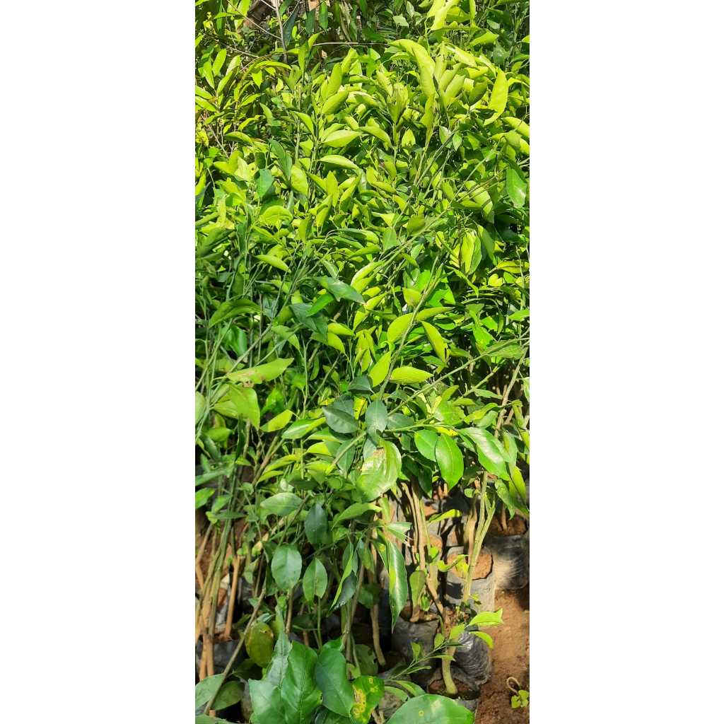 Bibit Jeruk RGL Rimau Gerga Lebong Hida Bibit