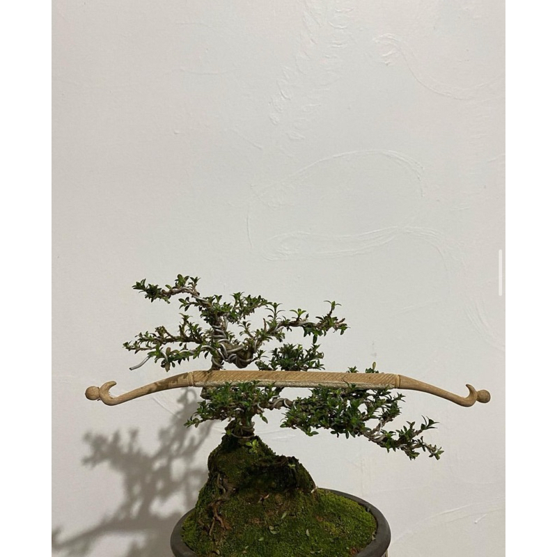 TANGKRINGAN ORI CUNGKOK (IMPORT)