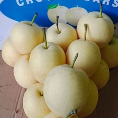 Buah Pir/Pier Century 1dus