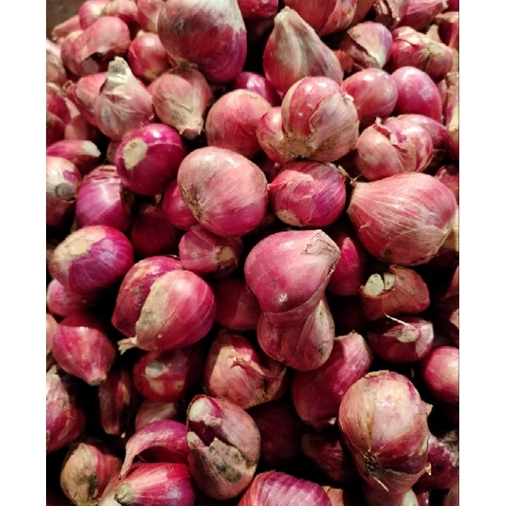 

Laris BAWANG MERAH BREBES SUPER (PILIHAN)