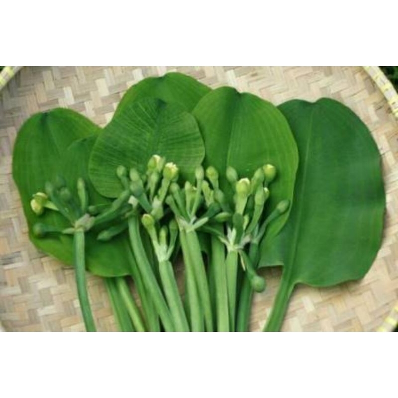 

sayur genjer