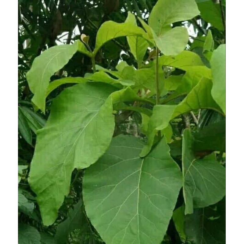 

daun jati fresh langsung petik dari pohonnya, dijual per 10 lembar