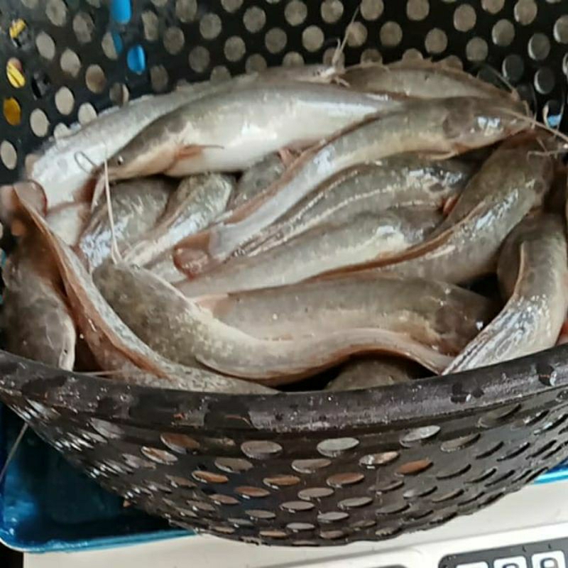 

Ikan Lele Segar 1kg 1 Kg Kilogram (isi 7-10 ekor) SUB ONLY