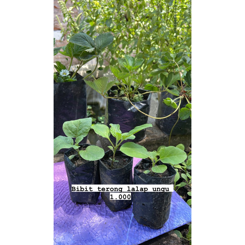 Bibit terong lalap ungu