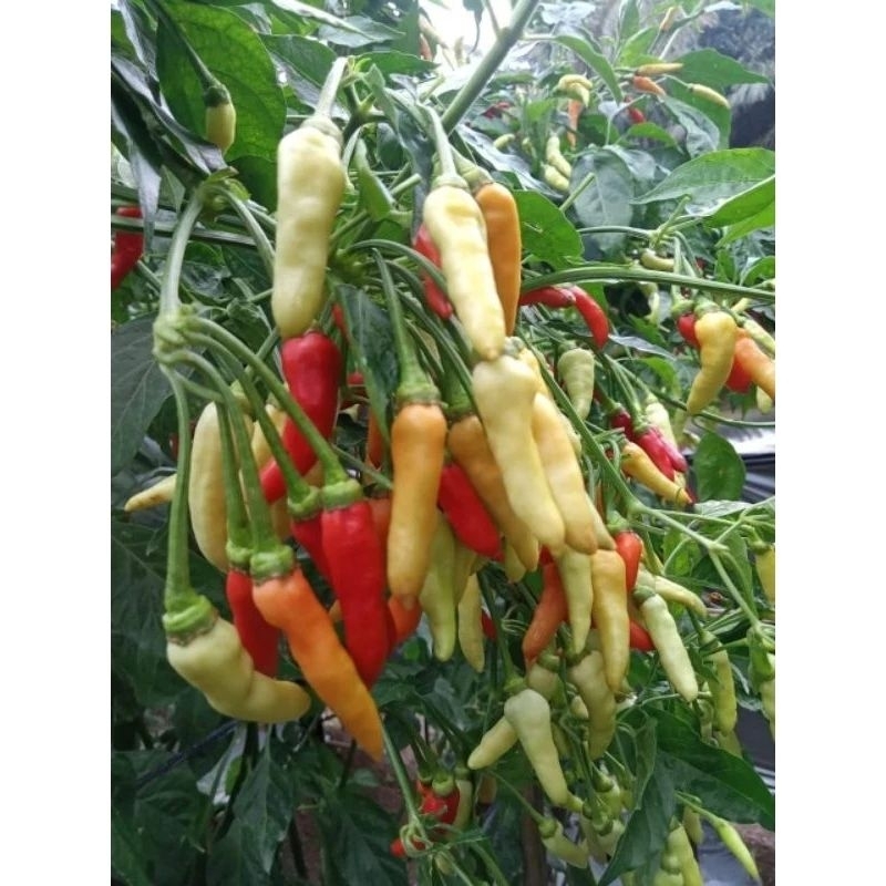 benih cabe rawit REPACK - benih cabai rawit unggul kemasan REPACK - benih cabe buah bergerombol - be