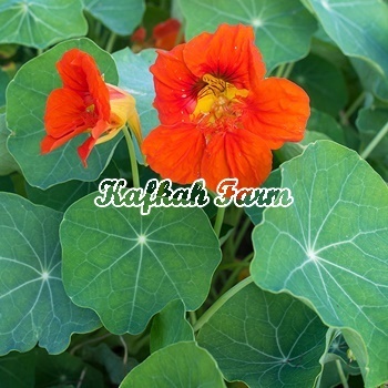 Benih 3 Biji Bunga NASTURTIUM Spit Fire