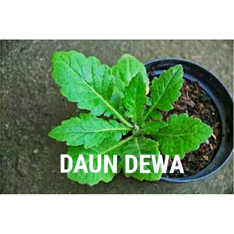 bibit tanaman herbal daun dewa bibit tanaman daun dewa