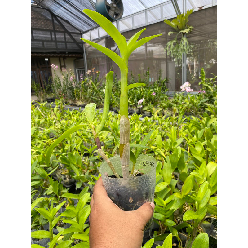 dendrobium mix id kriting