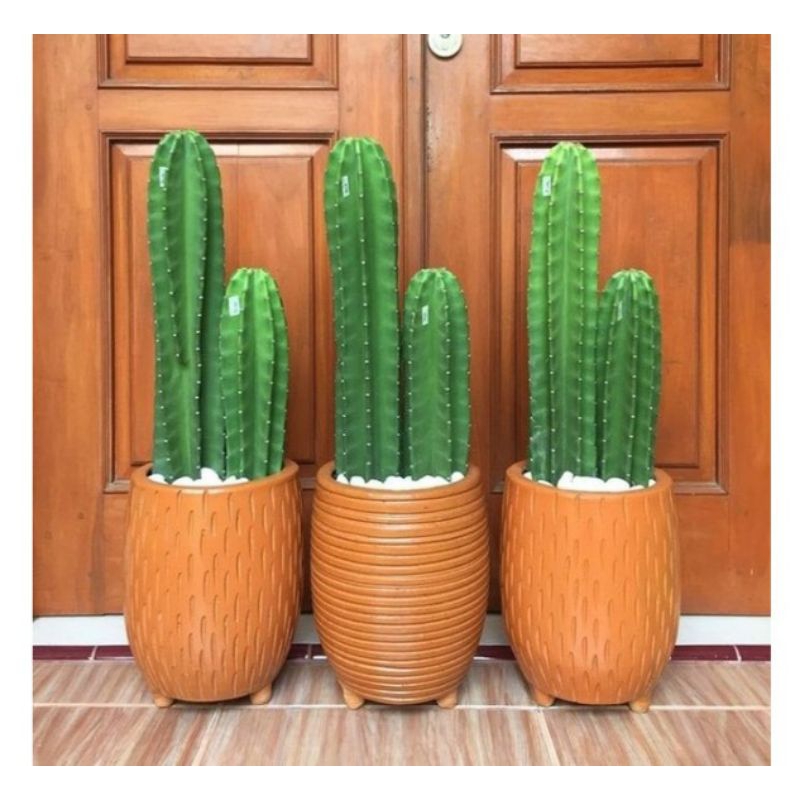 Paket 2 Kaktus Koboi ( Tanaman Indoor Kaktus )