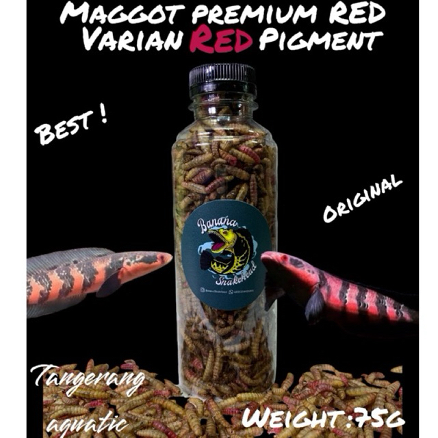 Maggot Kering BSF Super Premium Red Grade A+ Pakan Ikan Channa Oscar Pebas Ikan Hias Air Tawar Lainn