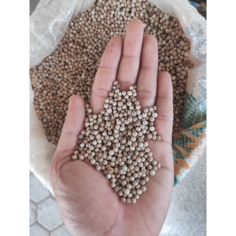 

LADA PUTIH BUTIR KECIL 1 KG