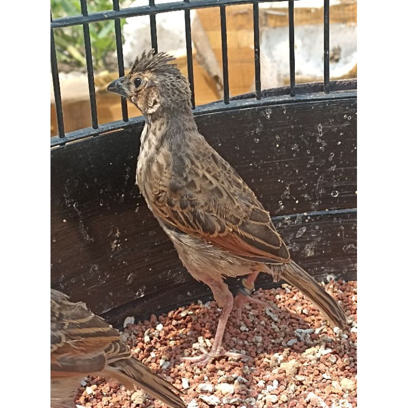 Burung branjangan javanica ternakan sendiri di bekasi