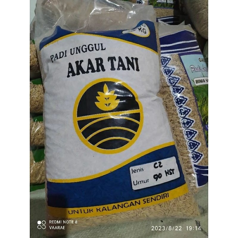 Padi unggul INBRIDA C2 lebih mantaap