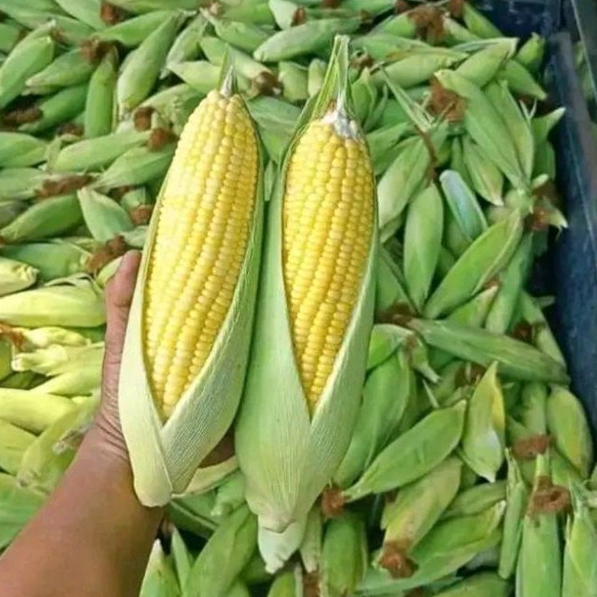 

JAGUNG MANIS FRESH 1 BUAH