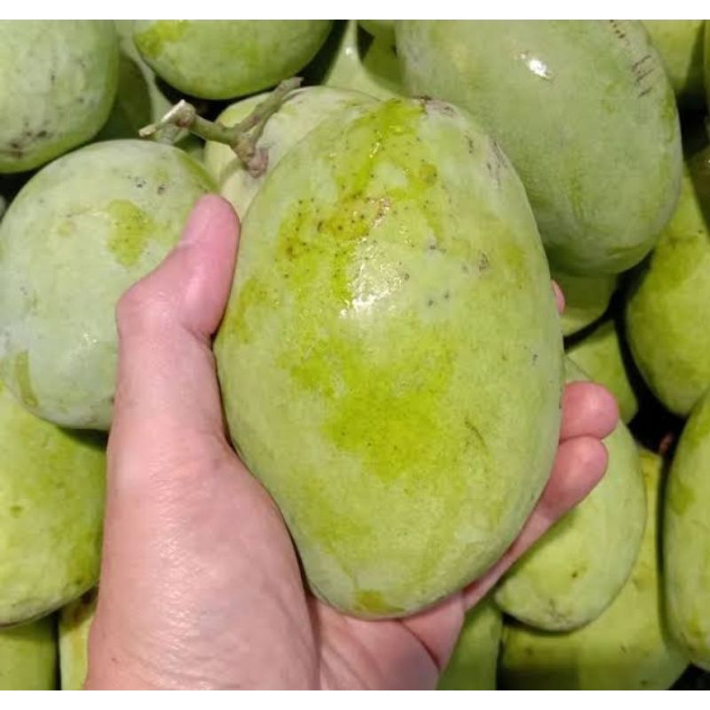 

Buah mangga indramayu segar 1 kg buah manis buah musiman