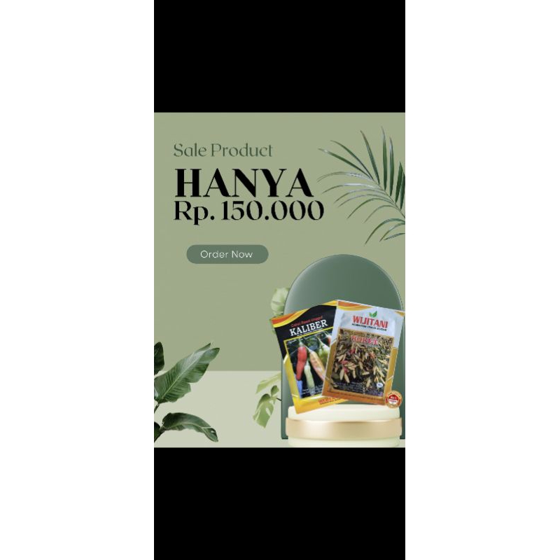 benih cabai berkuwaliatas roket+kaliber