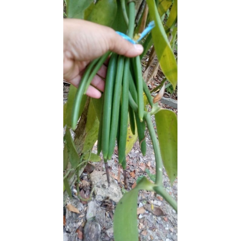 

buah vanilla basah atau vanilli basah 1kg