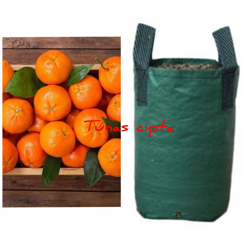 

jeruk mandarin dan santang