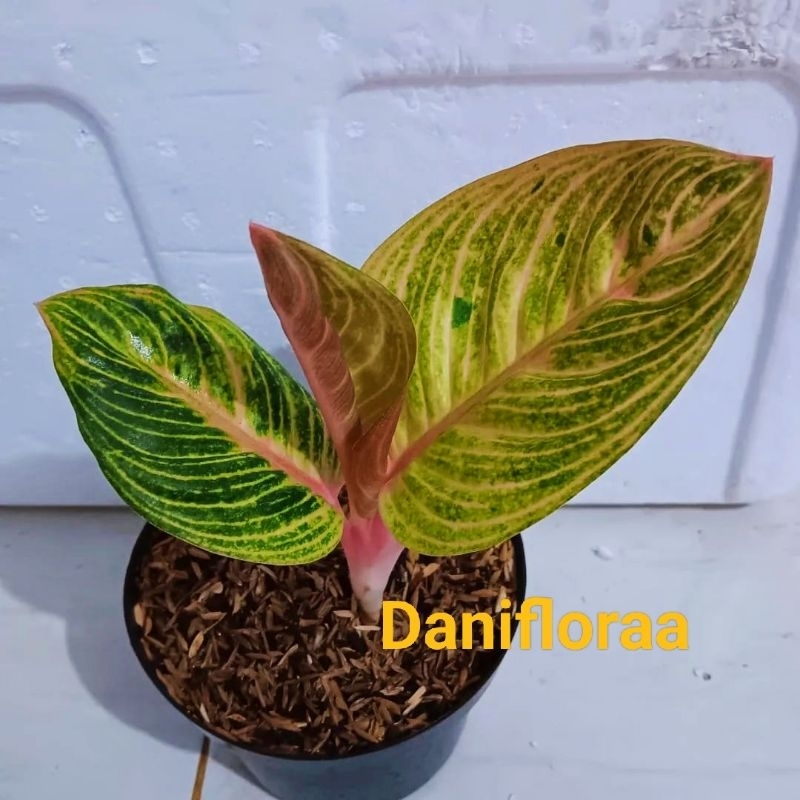 Aglaonema Marsha Anjani