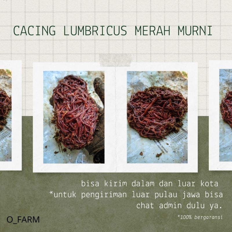 Cacing lumbricus 500gr BERGARANSI 100% CacingMerah CacingKosmetik CacingObat