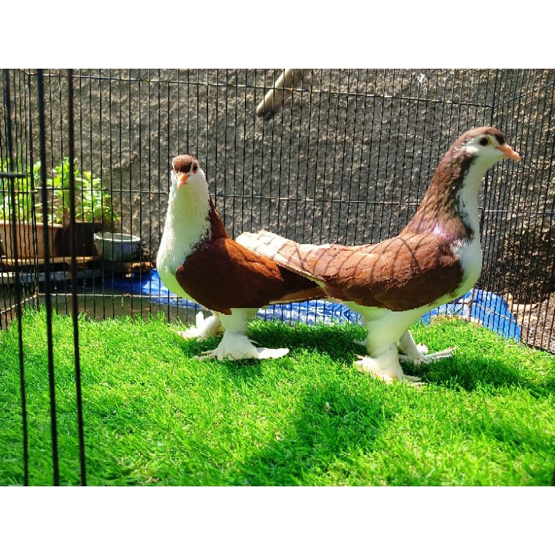 Burung Merpati hias lahore
