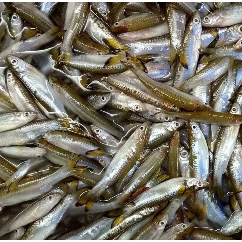 

Ikan Seluang 500gr
