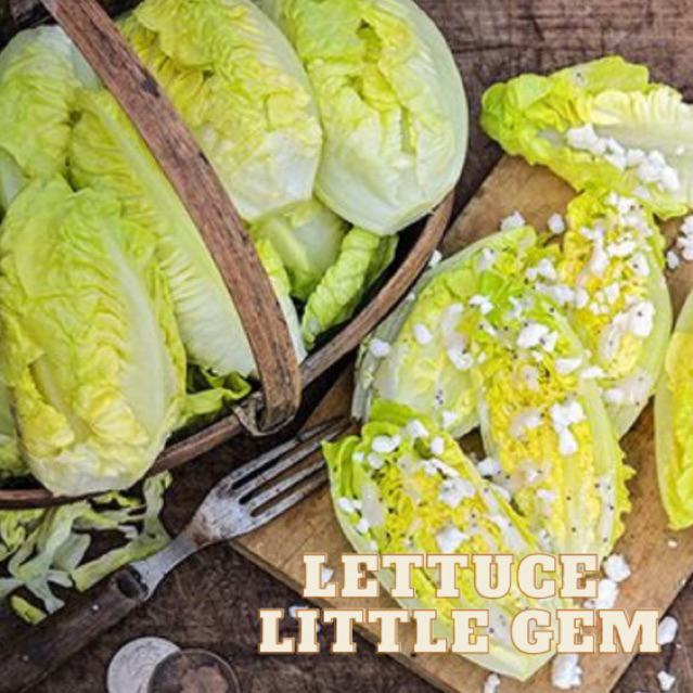 Mini garden -( 40 biji ++ ) LETTUCE LITTLE GEM - rare, heirloom and fresh seed