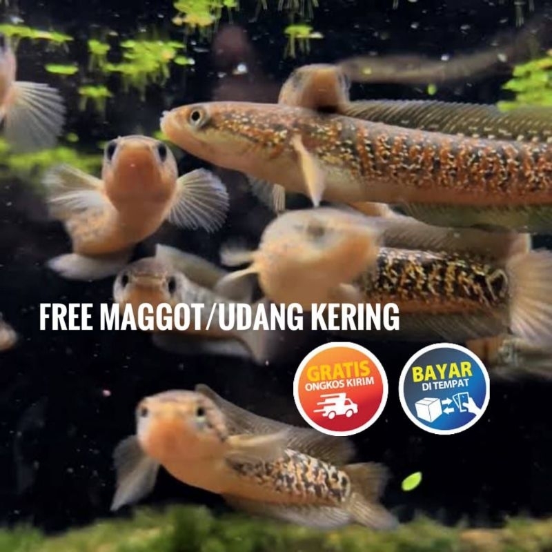 (seafood) asiatica rsp kalimaya FULLSPOT GRADE A+++