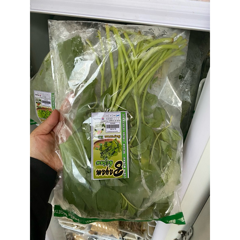 

Hidroponik Sayur Bayam