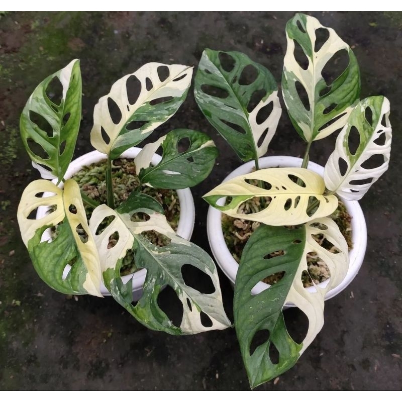 Janda Bolong Varigata Lokal