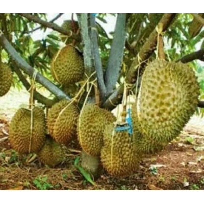 bibit durian montong asli