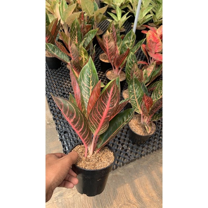 tanaman hias aglonema red sumatra - aglaonema pride of sumatera