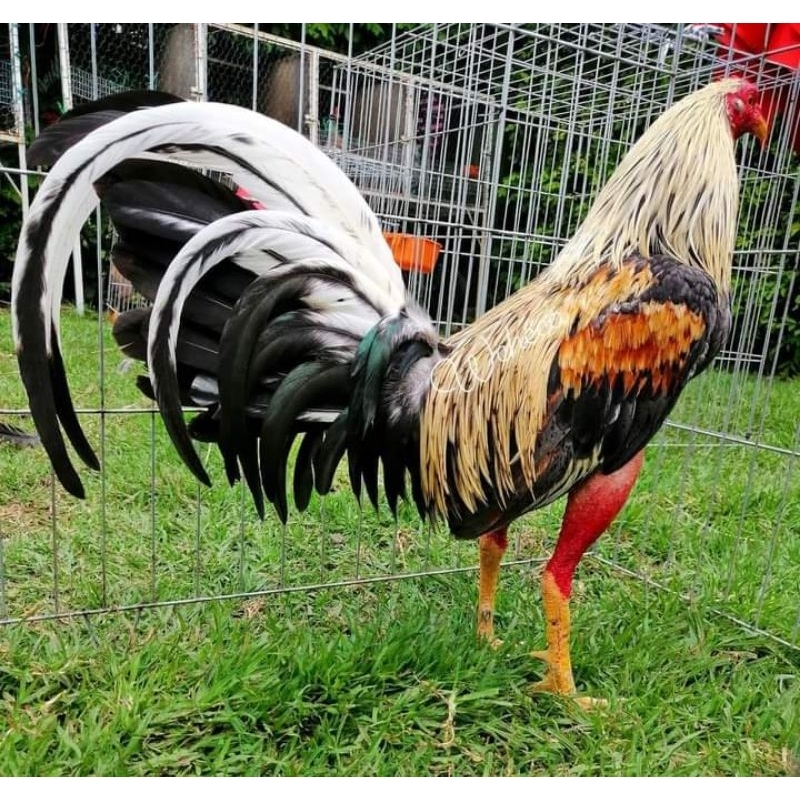 

jual telur ayam ak 43 paket 4 butir