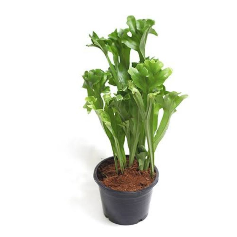 microsorum punctatum / pakis tanduk rusa